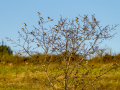 Jilguero europeo - Carduelis carduelis - Cadernera