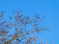 Jilguero europeo - Carduelis carduelis - Cadernera