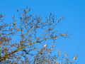 Jilguero europeo - Carduelis carduelis - Cadernera