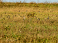 Jilguero europeo - Carduelis carduelis - Cadernera