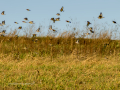 Jilguero europeo - Carduelis carduelis - Cadernera