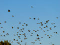 Jilguero europeo - Carduelis carduelis - Cadernera