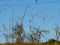 Jilguero europeo - Carduelis carduelis - Cadernera