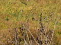 Jilguero europeo - Carduelis carduelis - Cadernera