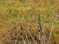 Jilguero europeo - Carduelis carduelis - Cadernera