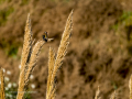 Jilguero europeo - Carduelis carduelis - Cadernera