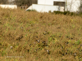 Jilguero europeo - Carduelis carduelis - Cadernera