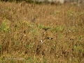 Jilguero europeo - Carduelis carduelis - Cadernera