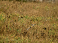 Jilguero europeo - Carduelis carduelis - Cadernera