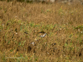 Jilguero europeo - Carduelis carduelis - Cadernera