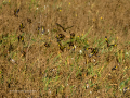 Jilguero europeo - Carduelis carduelis - Cadernera