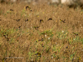 Jilguero europeo - Carduelis carduelis - Cadernera