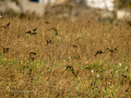 Jilguero europeo - Carduelis carduelis - Cadernera