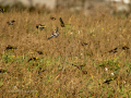 Jilguero europeo - Carduelis carduelis - Cadernera