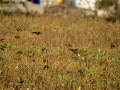 Jilguero europeo - Carduelis carduelis - Cadernera