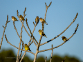 Jilguero europeo - Carduelis carduelis - Cadernera