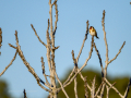 Jilguero europeo - Carduelis carduelis - Cadernera