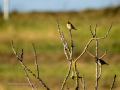 Jilguero europeo - Carduelis carduelis - Cadernera