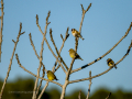 Jilguero europeo - Carduelis carduelis - Cadernera