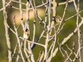 Jilguero europeo - Carduelis carduelis - Cadernera