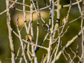 Jilguero europeo - Carduelis carduelis - Cadernera