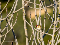 Jilguero europeo - Carduelis carduelis - Cadernera