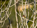 Jilguero europeo - Carduelis carduelis - Cadernera