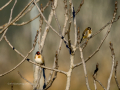 Jilguero europeo - Carduelis carduelis - Cadernera