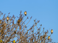 Jilguero europeo - Carduelis carduelis - Cadernera