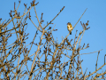 Jilguero europeo - Carduelis carduelis - Cadernera