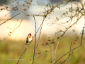 Jilguero europeo - Carduelis carduelis - Cadernera