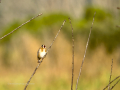 Jilguero europeo - Carduelis carduelis - Cadernera