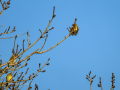 Jilguero europeo - Carduelis carduelis - Cadernera