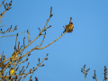 Jilguero europeo - Carduelis carduelis - Cadernera