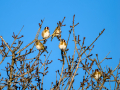 Jilguero europeo - Carduelis carduelis - Cadernera