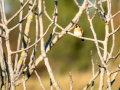 Jilguero europeo - Carduelis carduelis - Cadernera