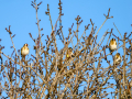 Jilguero europeo - Carduelis carduelis - Cadernera