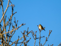 Jilguero europeo - Carduelis carduelis - Cadernera