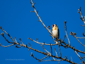 Jilguero europeo - Carduelis carduelis - Cadernera