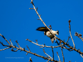 Jilguero europeo - Carduelis carduelis - Cadernera