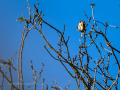 Jilguero europeo - Carduelis carduelis - Cadernera