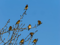 Jilguero europeo - Carduelis carduelis - Cadernera