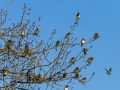 Jilguero europeo - Carduelis carduelis - Cadernera