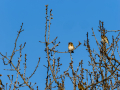 Jilguero europeo - Carduelis carduelis - Cadernera