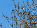 Jilguero europeo - Carduelis carduelis - Cadernera