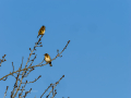 Jilguero europeo - Carduelis carduelis - Cadernera