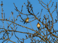 Jilguero europeo - Carduelis carduelis - Cadernera