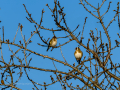 Jilguero europeo - Carduelis carduelis - Cadernera