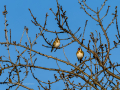 Jilguero europeo - Carduelis carduelis - Cadernera