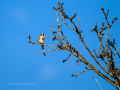 Jilguero europeo - Carduelis carduelis - Cadernera